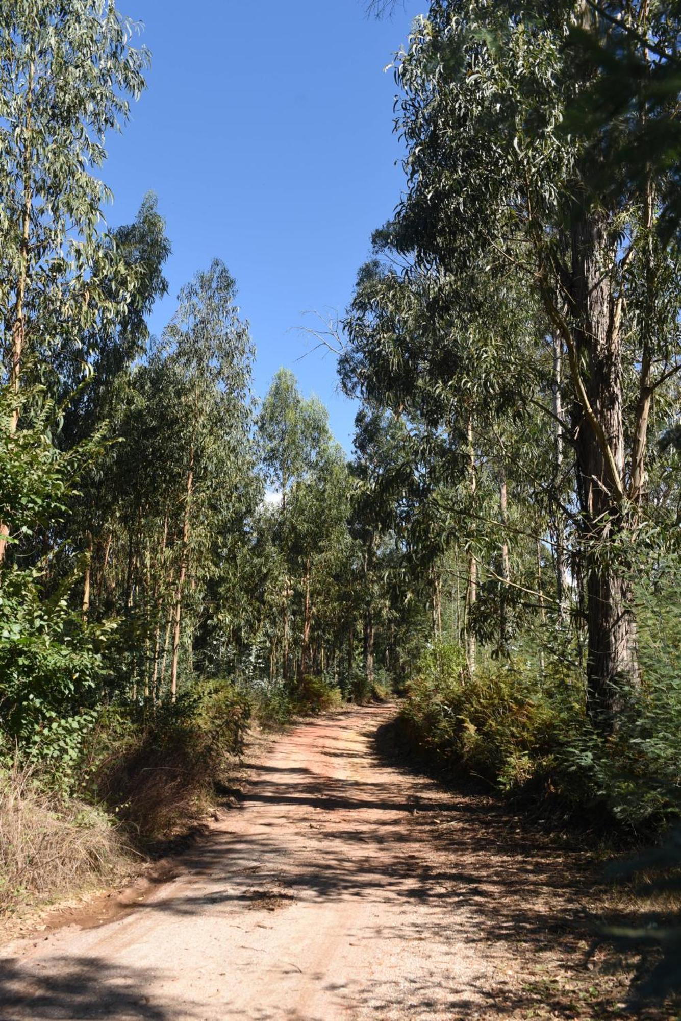ארגניל Vumba Agroturismo מראה חיצוני תמונה