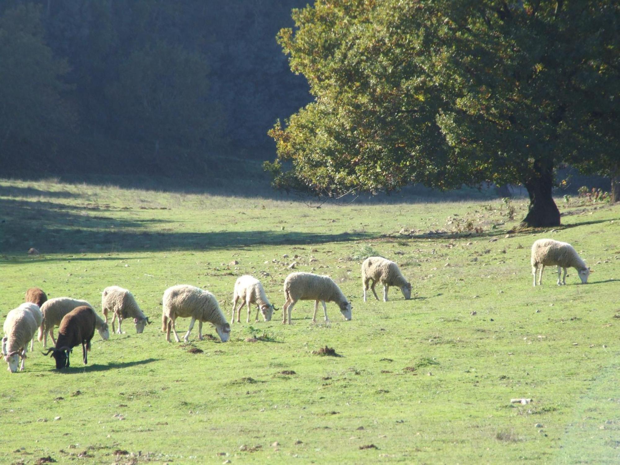 ארגניל Vumba Agroturismo מראה חיצוני תמונה